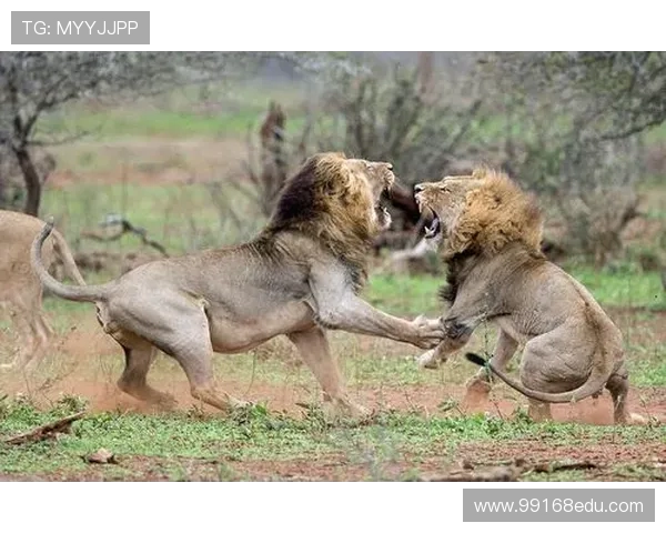 南非雄狮碾压野蛮人队，友谊赛狂揽 35 分创纪录